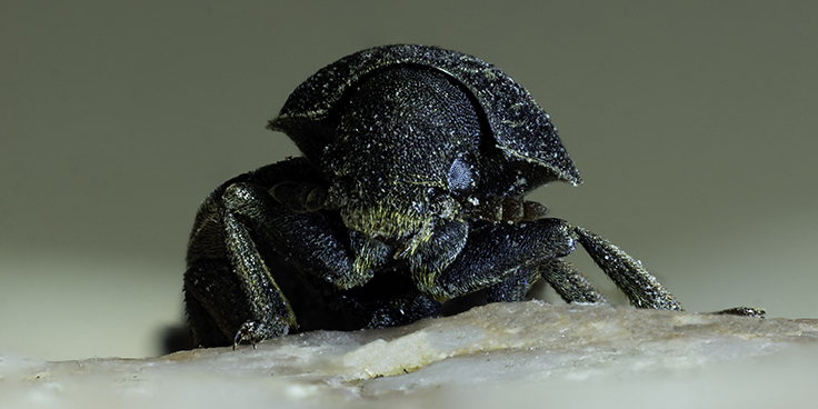 Be on the lookout for invasive Bark Beetles, which infest and kill conifer trees.